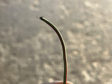 Cargar imagen en el visor de la galería, PARTS - DF 90 100 115 140 hp Suzuki 36610-90J00 WIRING HARNESS electrical OEM FOUR STROKE 2001-2011