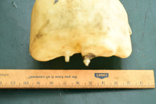 Cargar imagen en el visor de la galería, F 4 & 6 hp Yamaha 6EE-F4111-11-00 TANK, FUEL, 6BX-24610-10-00 FUEL CAP, 2014 & later